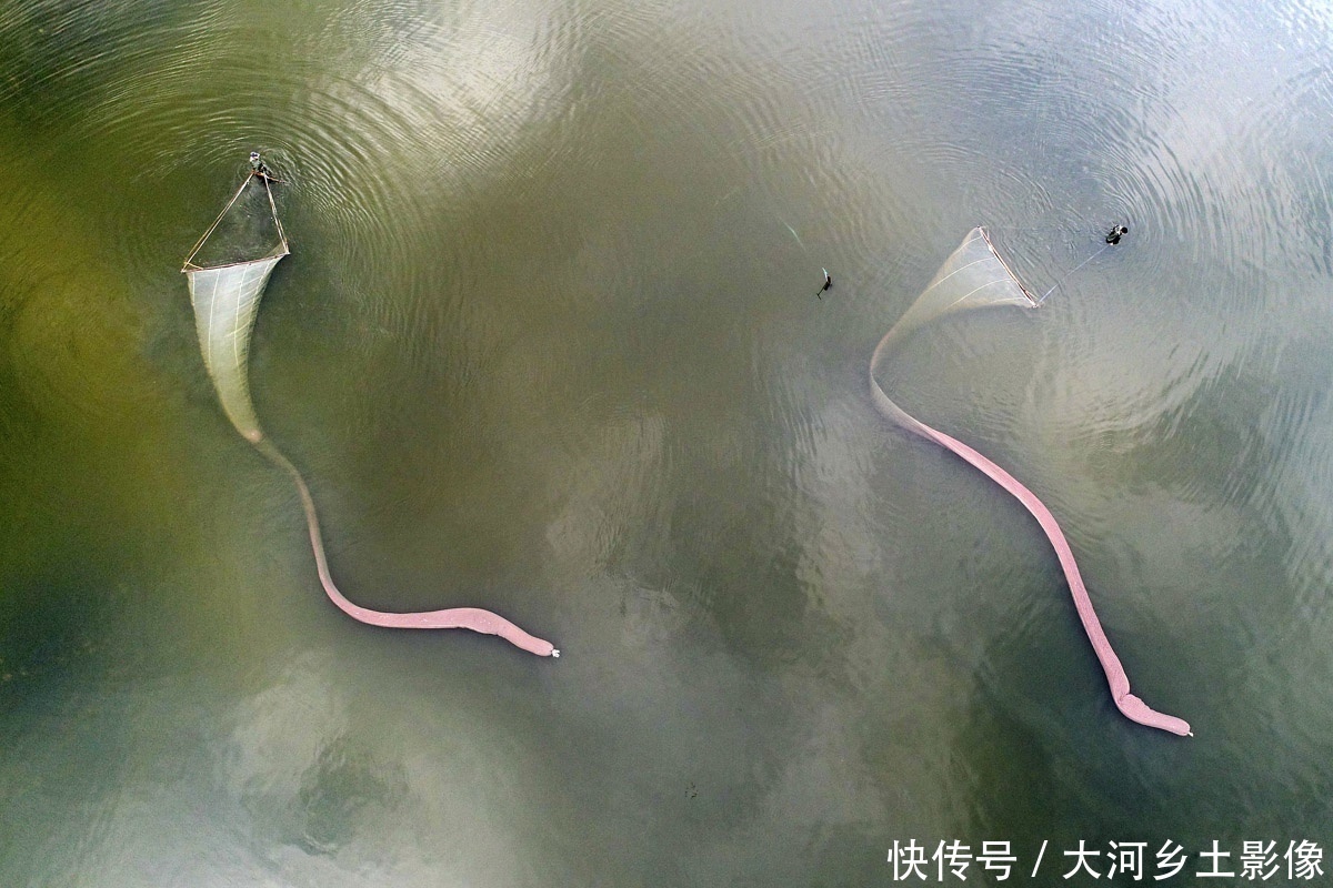  男子|男子每天清晨跳进盐池捞虫，拖20米纱网，一天干3小时挣200元