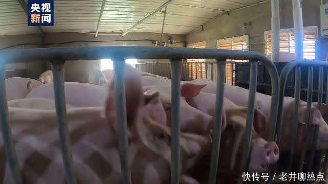 上半年|全国“菜篮子”产品供应总量充足 上半年生猪生产好于预期