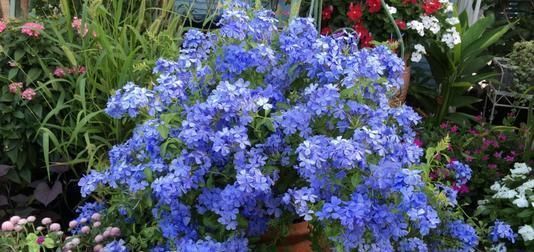 漂亮|2种漂亮花,现在养一盆正当时,7月开到10月,叶绿花繁