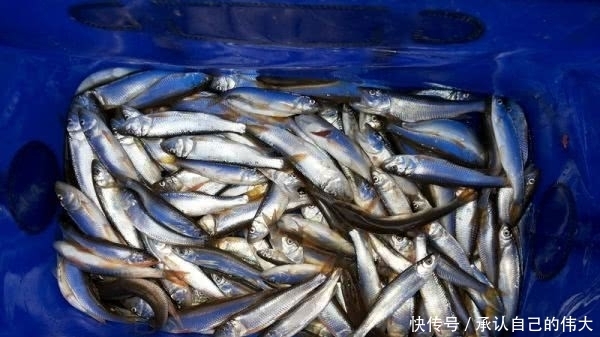 催产|30年前农村很多,油捞是绝品,8年前催产82万只,如今又濒临灭绝