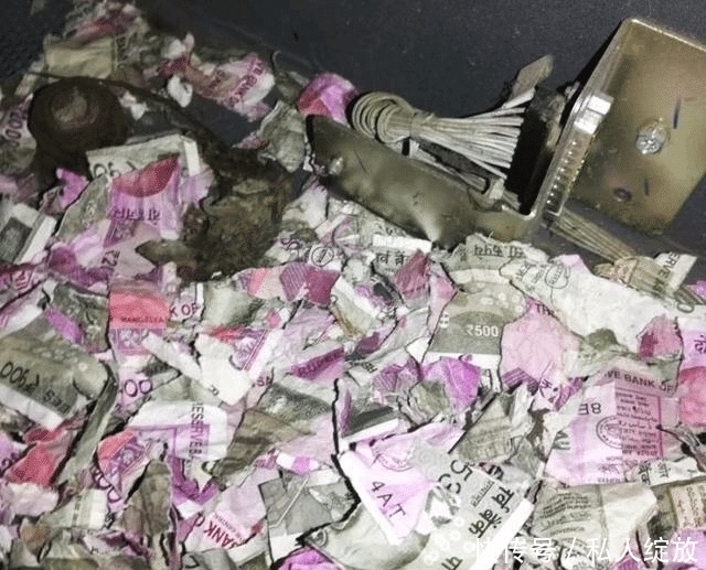 银行|老鼠饥不择食, 钻入ATM内吃钱, 一顿饭值120万元, 银行哭倒在厕所