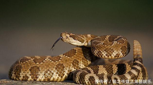 会导致|被毒蛇咬伤怎么办?用嘴吸毒液或割肉放血都是错的