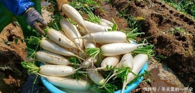 理解|古人: “穷死不耕丈人田, 饿死不进萝卜园”, 为什么这么说?