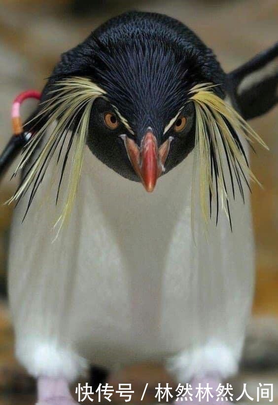  香奈儿|今年夏天被Jennie带火的平价饰物，最低65块钱即能变人间香奈儿