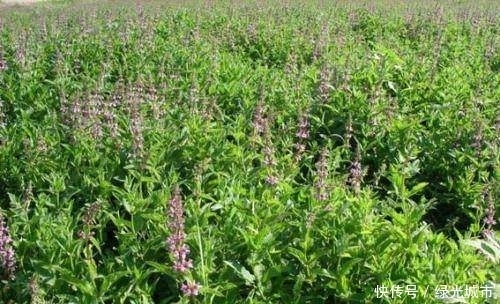 春蚕|农村有种植物，长的像春蚕一样，农民胶片它“螺丝菜”