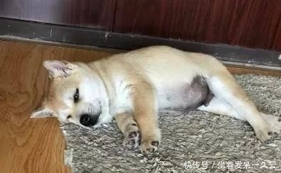 检查|狗狗1天不吃不喝只睡觉,送去医院,检查后主人笑死了!