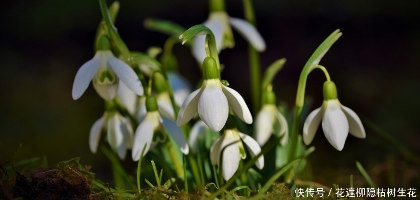  驾到|桃花驾到，8月上旬桃花绽放心间的4大星座，爱情运势暴涨