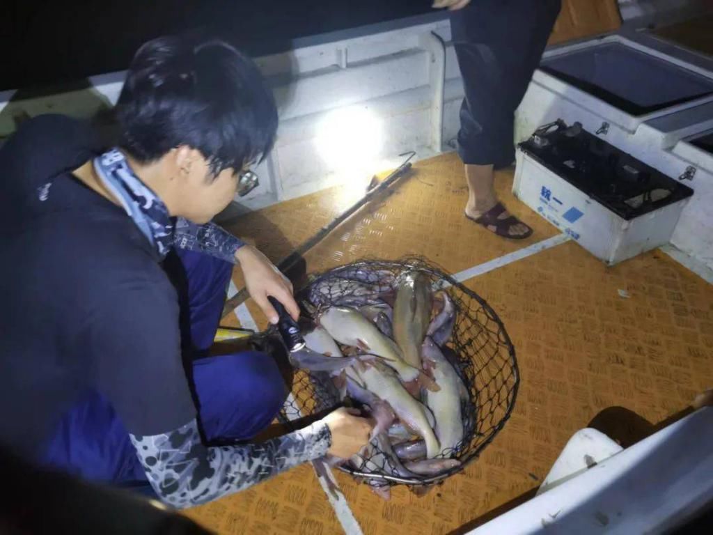 横沙|这伙人在横沙码头专电长江鮰鱼，无视禁渔难逃法网