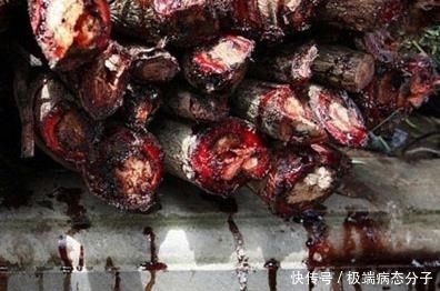 流血|男子野外砍树，竟发现树在“流血”！尝了一口他恍然大悟