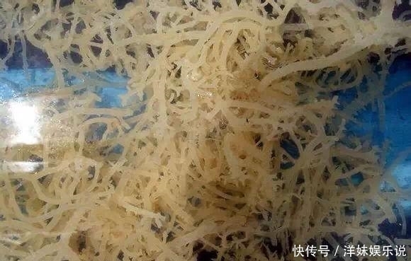 海鲜|海鲜大全, 你能认出多少