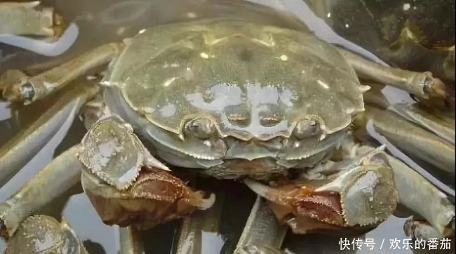 知识|九月吃螃蟹,这有关于螃蟹的所有知识,吃的满足放心