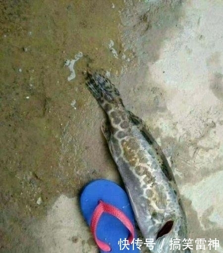  雪人|幽默搞笑: 求你退出雪人界吧!