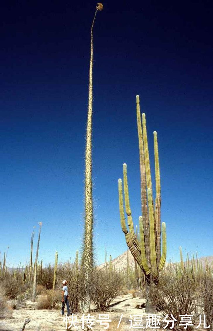 无所不能|那些人类遗忘的角落,大自然无所不能