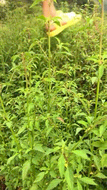 假动作|搞笑GIF:小伙子,这个假动作我给你满分