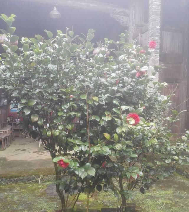 他家|第一次回老公农村老家, 被他家房子吓到了, 这样的房子你们谁见过