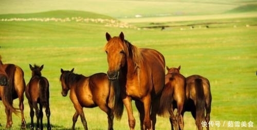 发问|外国人发问:你们中国人连狗肉都吃,为何这种肉却少有人吃呢?