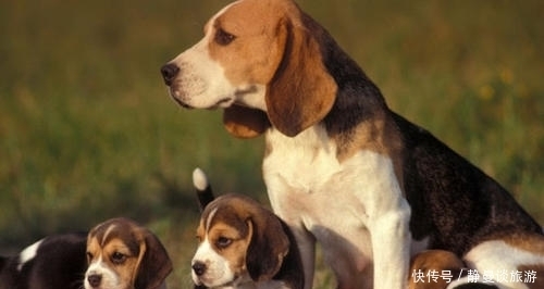 比格|关于比格犬你知道多少?怎么饲养比格犬?