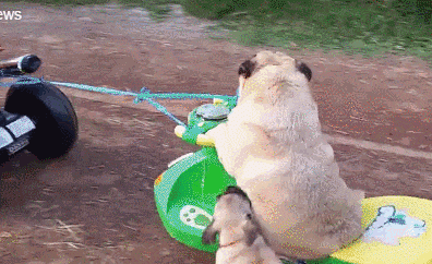 汉堡|搞笑GIF:精致女孩是这样吃汉堡的?