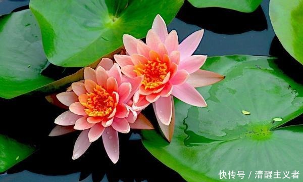 分享|美句分享:不要赌天意,不要猜人心,天意你赌不起,人心你猜不透