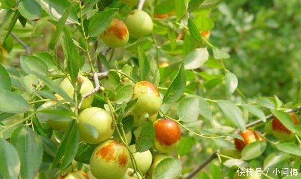 水果|名字带有“龙”字的水果,吃过一种不算啥,吃过最后一种才牛