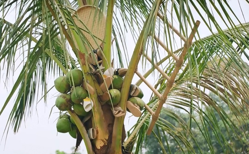 画风|《向往4》更新宣传片,张子枫扛梯子飞奔,蘑菇屋画风跑偏太沙雕