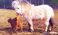 破车|“凭什么男人管20w的车叫破车，给女方20w的彩礼就喊天价？”