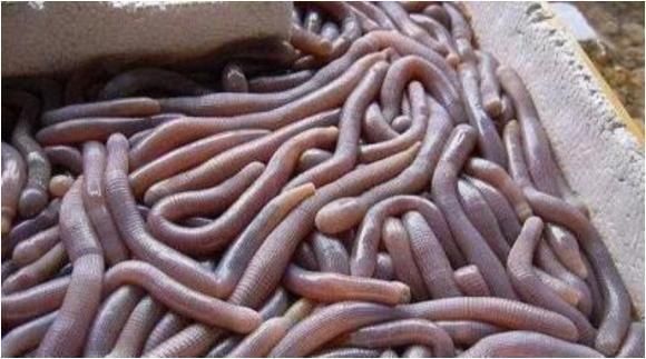 不吃|中国“最尴尬”的5种美食，国人吃不够，外国人给钱也不吃