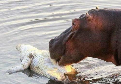  拍下|水中霸王的鳄鱼惨遭杀害，而游客拍下了凶手遇袭过程