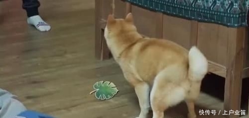 柴犬|柴犬小O在何炅卧室大便,沙溢只会嘴炮,张子枫神速捡屎获盛赞