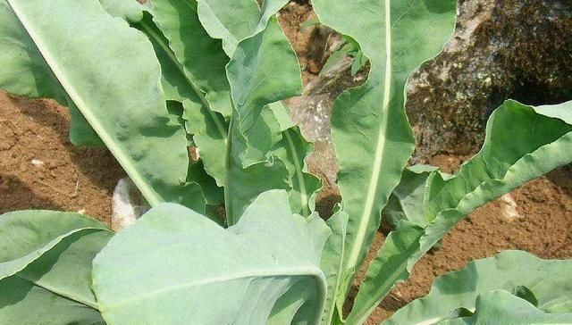 野草|农村一种野草,10年前被炒到上百元一斤,如今1元一斤成笑柄