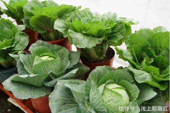 新鲜|若有一个园子,种点菜,每天吃着新鲜蔬菜也是很美好的