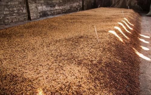 过程|生产纯粮酒都会产生酒糟,为什么现在酒厂都看不到酒糟了?