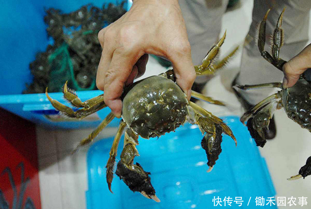 就火|去年遭吐槽的大闸蟹,今年没上市就火了,消费者直呼吃不起
