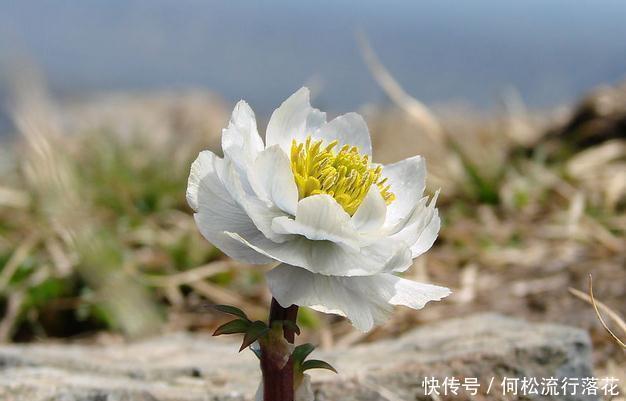  养颜|这果外形像红薯，果肉像萝卜，生吃不仅能降血糖，还能美容养颜