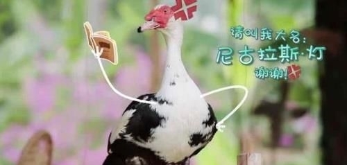  治愈|《向往的生活》第四季治愈来袭，“每一天，都要好好过”