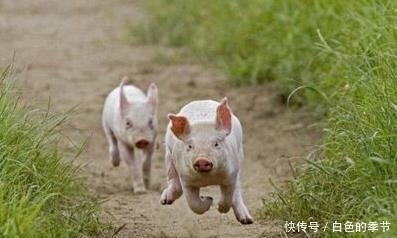 图片来源于|农村老伯训练猪当车夫年入十万,直言:一本万利,给吃饱了就行