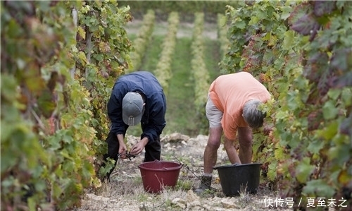 罗纳河谷葡萄园的葡|罗纳河谷葡萄园的“关键词”之旅