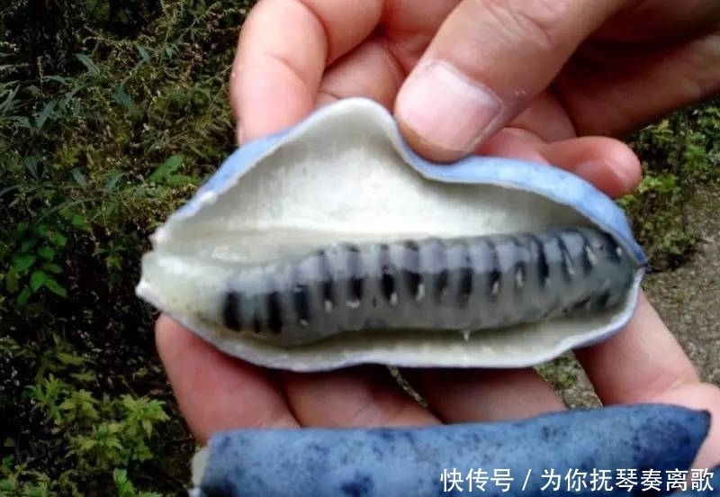 觉着|这些长相奇葩的水果,吃着都觉着恶心!