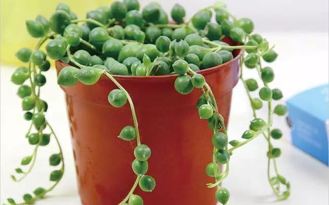 美爆|这种多肉吊起来养,所谓像一串串葡萄一样,美爆了