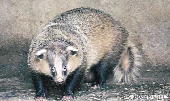 坟墓|明朝绝顶高僧, 却遭人盗墓, 专家挖掘后却无心赶走两只“上古”神兽