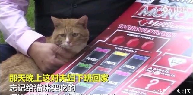 罐头|这对中了100万英镑大奖的夫妇表示,多亏了自家猫……