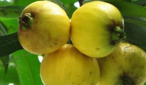 余甘果|南方特有的几种水果,作为南方人也认不出,北方人连听都没听过