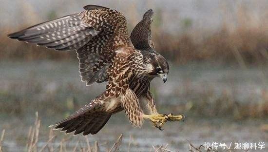 猛禽|猛禽中的最强战斗机,没有之一,俯冲时速达300千米超过飞机