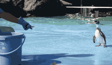 难道|搞笑GIF:这难道就是传说的轻功水上漂吗,这场地也太滑了吧: