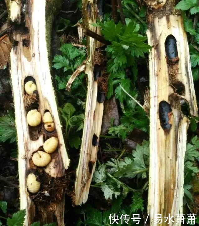 城里人|城里人吃不到,农村却常见的美食,第八种价钱很高。有全吃过的吗