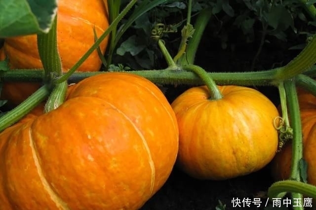  在家|在家种个菜都这么美，还要什么花园？