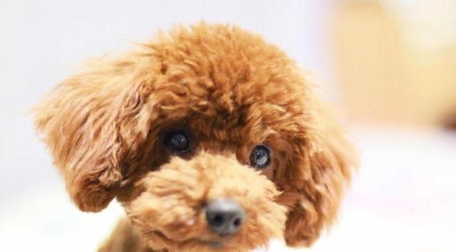 饲养|犬界最“危险”的5大狗狗,泰迪也在其中,一般不建议饲养