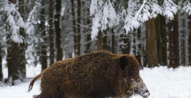  野猪|这是古代最任性政权，野猪跑到哪儿首都就在哪儿，如今成别国祖宗！