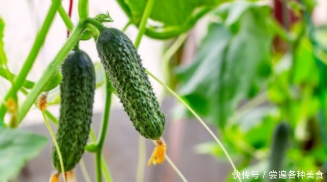 标准|带花黄瓜吃不得?弯直是判断黄瓜是否有害的标准?