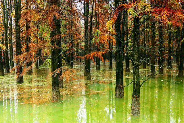  分布|过山峰分布在我国的哪些地方，它为什么不是眼镜蛇属动物